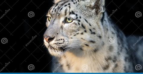 Goodinfo: Snow Leopard Eye Close Up