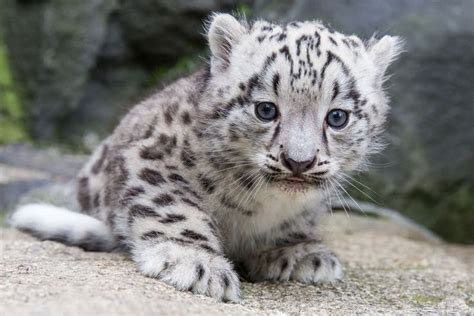 Meet Kitai the Endangered Snow Leopard Cub | Baby snow leopard, Snow ...