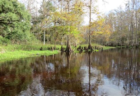 Legendary Fisheating Creek kayaking lives up to hype