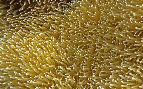 Pillar Coral | Pillar Coral | hjk_888 | Flickr