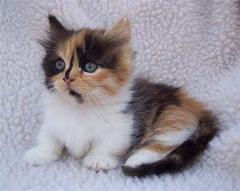 Munchkin kitten | Munchkin cat, Cute cats, Baby cats