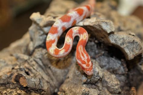 Corn Snake: Things Should Definitely Know | Pets Nurturing