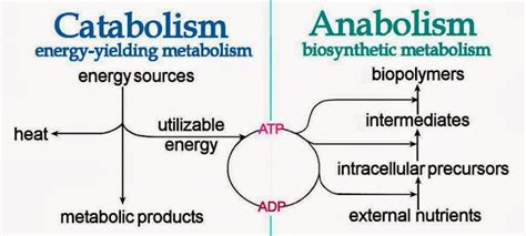 Metabolism, Catabolism, Anabolism and Enzyme ~ New Science Biology