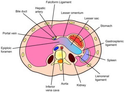 Lesser Sac Ultrasound