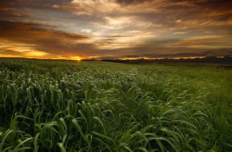 Grass field sunset. A beautiful sunset over a grass field blown by the wind , #AD, #sunset, # ...