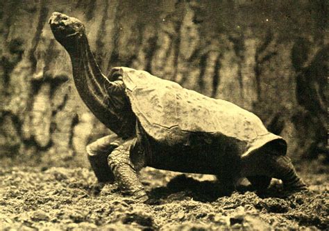 ShukerNature: GOODBYE, LONESOME GEORGE - R.I.P. THE PINTA ISLAND GIANT TORTOISE