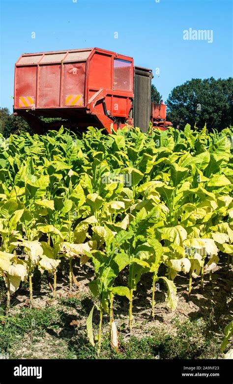 Harvesting tobacco leaves with harvester tractor. Tobacco plantation ...