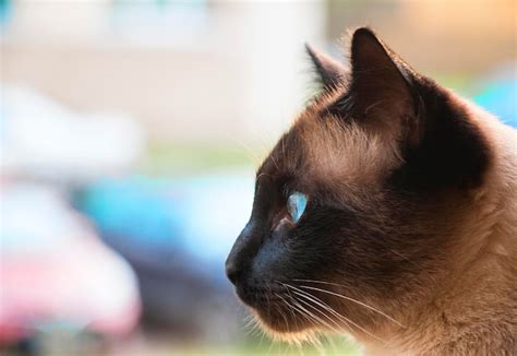 Premium Photo | Siamese cat blue eyes gaze into the distance