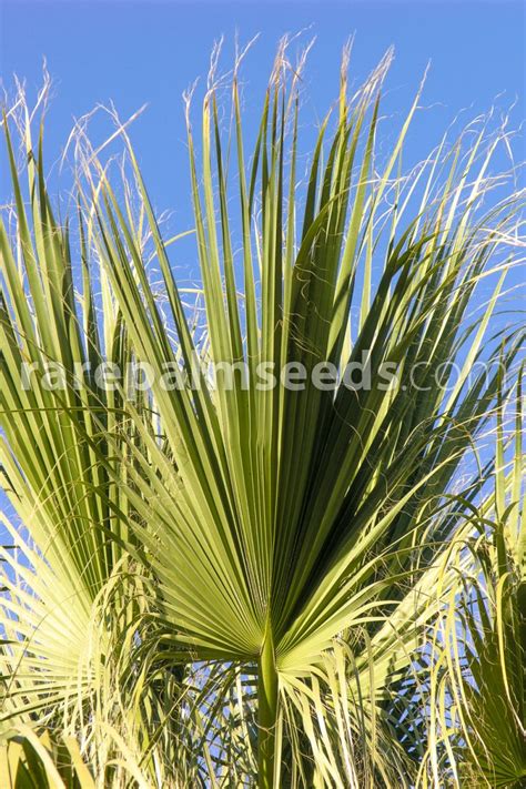 Washingtonia filifera – Washington Palm – Buy seeds at rarepalmseeds.com