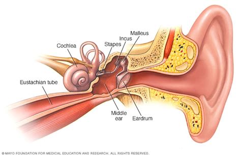 Ear tubes - Mayo Clinic