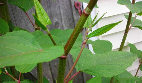 How to control Japanese knotweed - Farm and Dairy