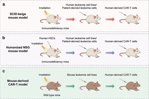 CRS mouse models. a Severe combined immunodeficiency (SCID)-beige mouse ...