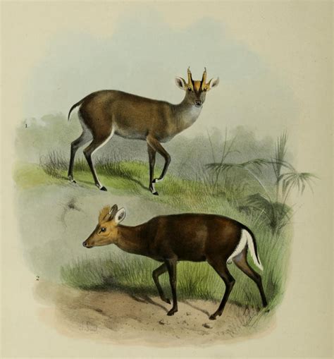 File:The deer of all lands (1898) Tenasserim & hairy fronted muntjacs ...