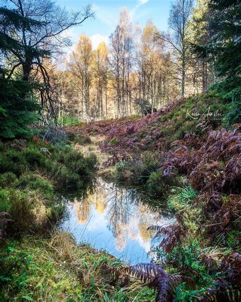 Plodda Falls forest in Scotland | Scottish landscape, Beautiful nature, Landscape