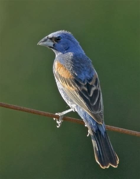 BlueGrosbeakp