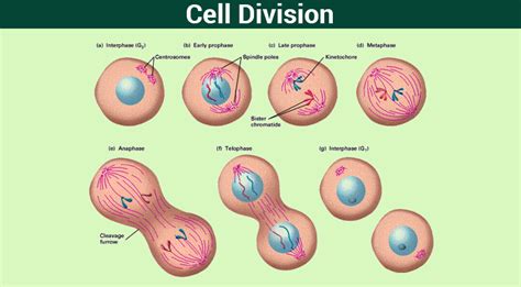 Cell Division- Mitosis,Meiosis And Different Phases Of Cell Cycle