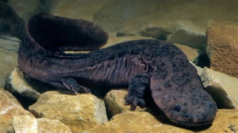 Chinese Giant Salamander | San Diego Zoo Animals & Plants