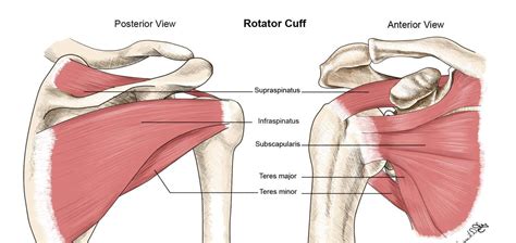 What is the Rotator Cuff? — Experience Physical Therapy - Buffalo Grove, IL