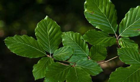 HÊTRE COMMUN - Ma verte Forêt - Prenez par au changement