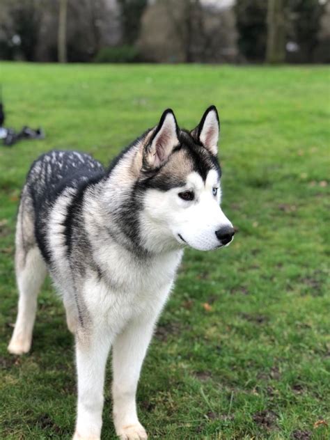 Siberian Husky puppy | in London | Gumtree