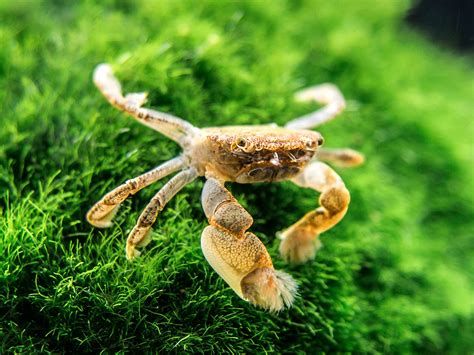 Buy Aquatic Arts 3 Live Freshwater Pom Pom Crabs | Real Living Nano ...