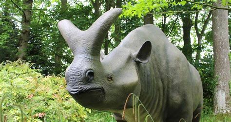 Howletts Wildlife Sanctuary & Conservation Charity In Kent | The Aspinall Foundation