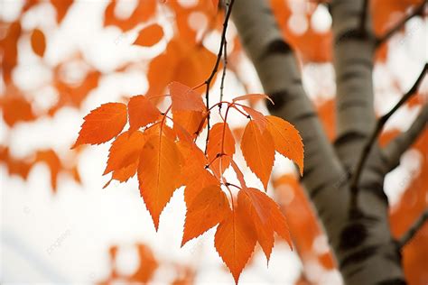 Birch Tree Autumn Leaves Branch Tree Autumn Birch Background, Autumn ...