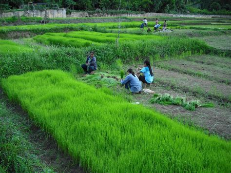 Rice growing season in Phrae