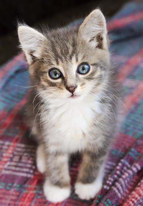 Pictures Of White Kittens With Blue Eyes : If Your Cat Is Pure White It Might Also Be Deaf Life ...