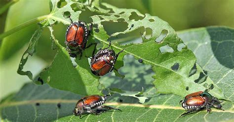 Battling Japanese Beetles: Tips for Banning Them from the Garden