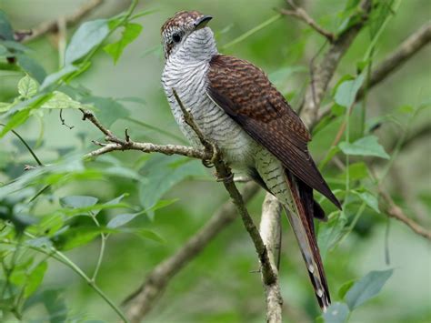 Banded Bay Cuckoo - eBird