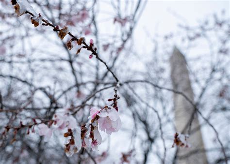 Washington DC cherry blossoms 2023: When to expect 'peak bloom'