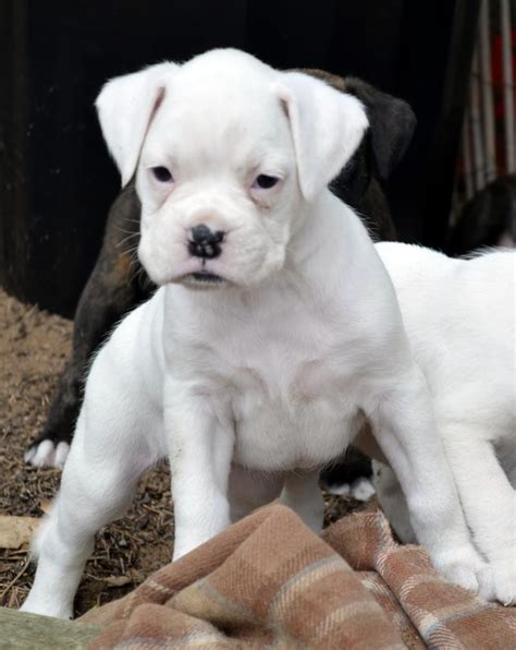 Boxer Puppies For Sale | Lubbock, TX #141194 | Petzlover