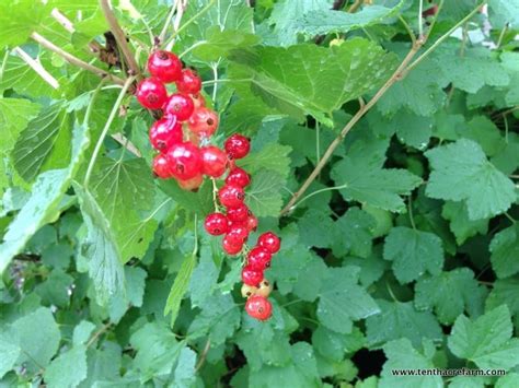 Currant Bushes in the Edible Landscape: Red or Black? | Tenth Acre Farm