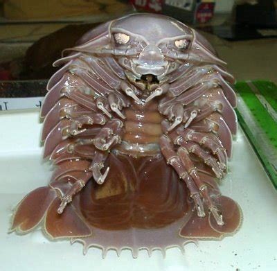 Giant Isopods of the Deep | Featured Creature