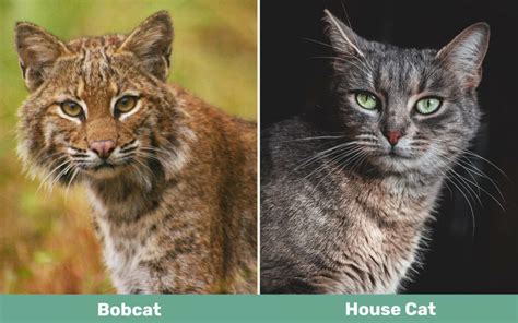 Bobcat vs House Cat: The Differences Explained (With Pictures) - Catster