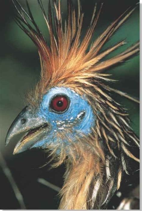 Hoatzin (Birds)