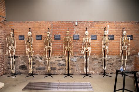 Introducing The Bone Museum | JonsBones: Osteology Education