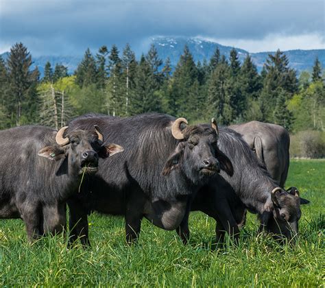 Water Buffalo Dairy - McClintock's Farm