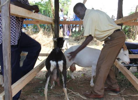 State to open goat artificial insemination centre in Kirinyaga