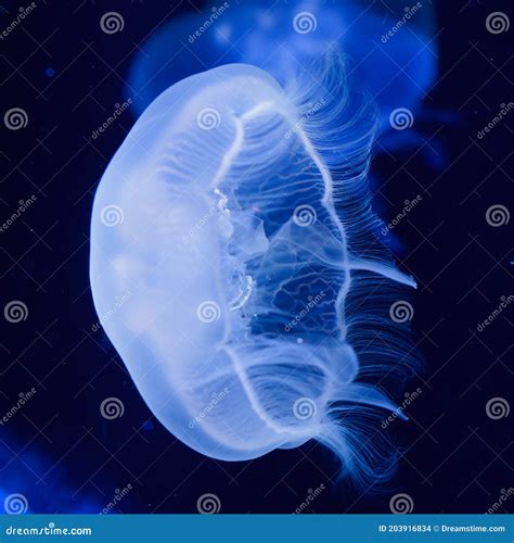 Blue Shining Moon Jellyfish Stock Photo - Image of aurelia ...