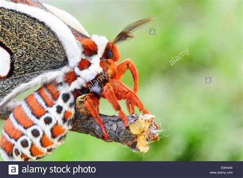 Cecropia Moth, Hyalophora Cecropia, Resting on Twig Stock Photo - Alamy