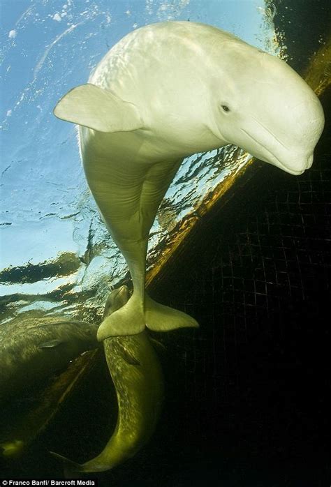 Amazing Underwater Photos of Beluga Whales at Arctic Rehabilitation Farm (4 pics) - Izismile.com