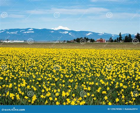 Blooming Daffodil Fields in Washington State Stock Photo - Image of fields, mount: 129678586