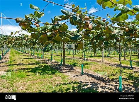 Kiwi fruits (Actinidia deliciosa), plantation with ripe fruit, East ...