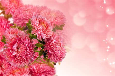 Beautiful Floral Background Free Stock Photo - Public Domain Pictures