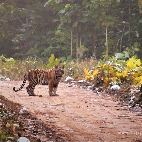 RAJAJI TIGER RESERVE (Haridwar) - All You Need to Know BEFORE You Go