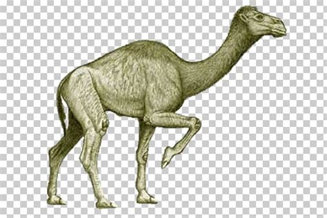 Bactrian Camel Camelops Extinction Pliocene Titanotylopus PNG, Clipart, Ancient, Animal Figure ...