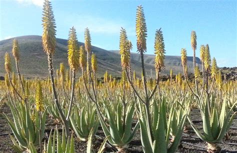 Aloe barbadensis (Aloe Vera) – Ricardo's Nursery