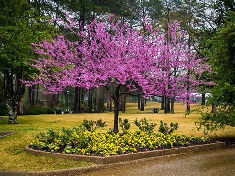 Forest Pansy Redbud Trees For Sale | The Tree Center